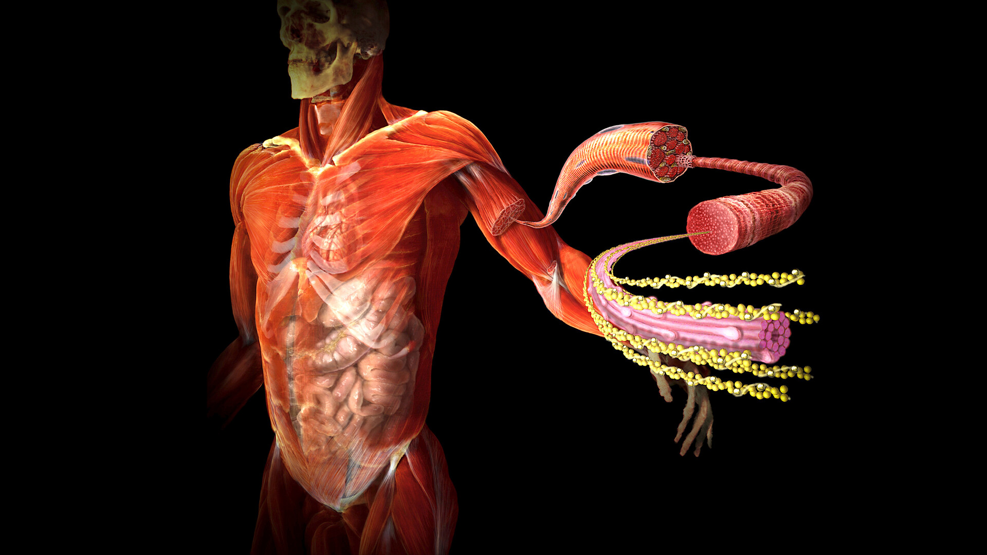 The Strongest Antidepressant of Your Body